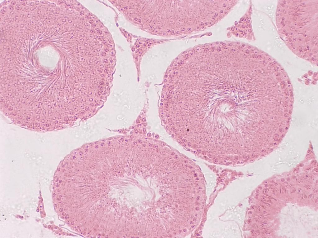 Testicule de lapin, objectif 10x Testicule de lapin, objectif 10x