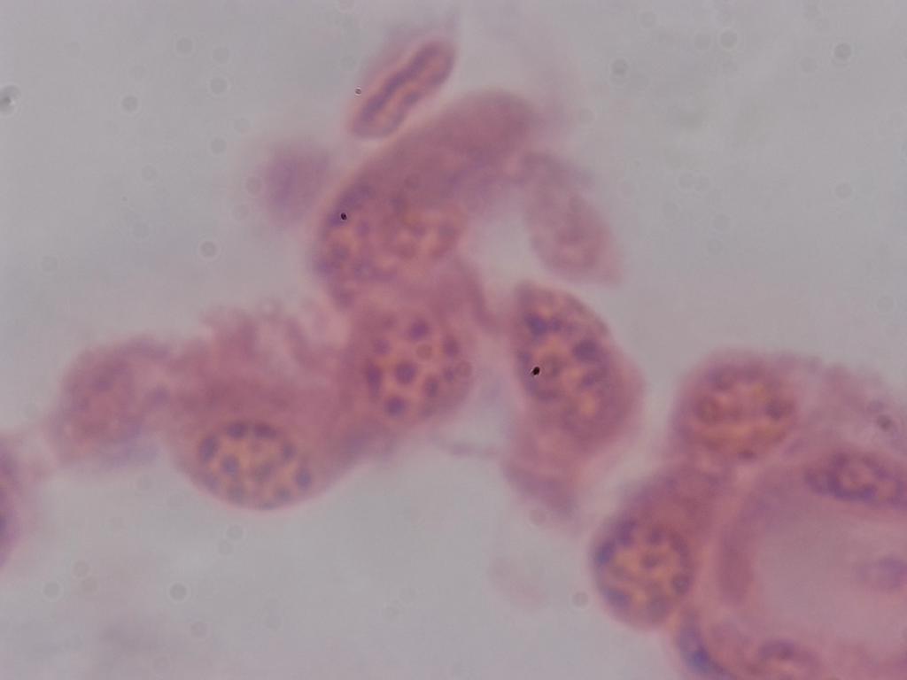 Testicule de lapin, objectif 100x Testicule de lapin, objectif 100x